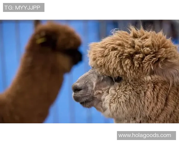 瓦兰罚球命中致球迷错失免费三明治，小女孩愤怒表情抢镜